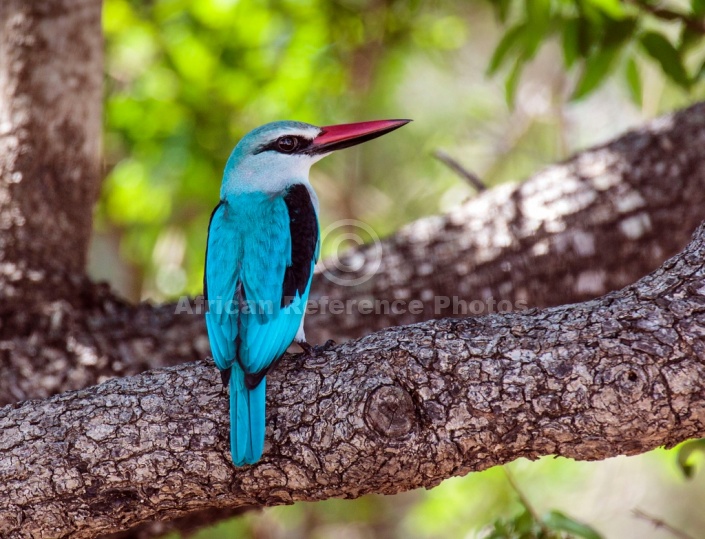 Woodland Kingfisher