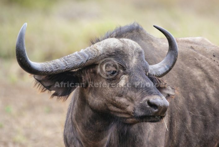 Buffalo Female