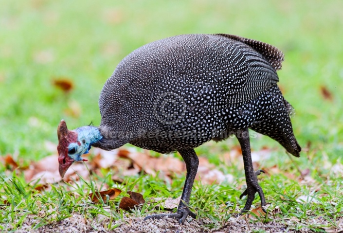 Helmeted Guineafowl Foraging for Food