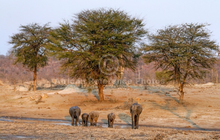 Elephant Group Drinking