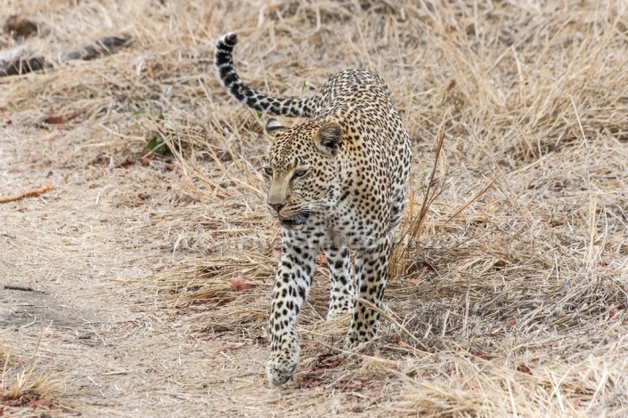 Leopard, Sabi Sand Game Reserve