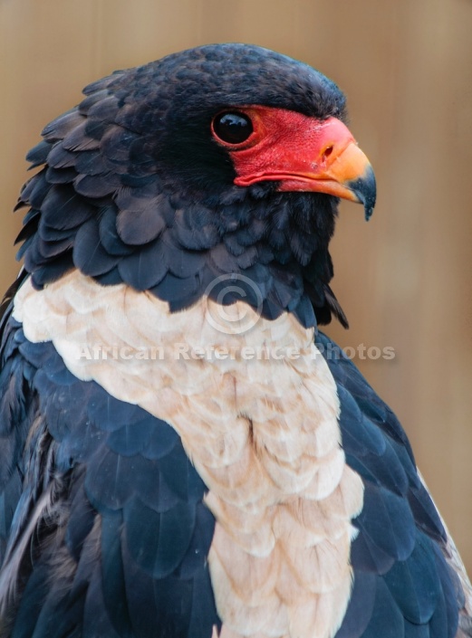 Bateleur eagle portrait, profile view