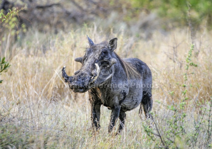 Warthog Boar