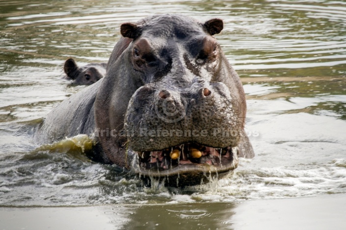 Hippo Head, Close-up
