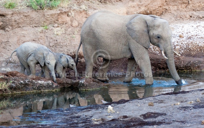 Mother Elephant and Juveniles