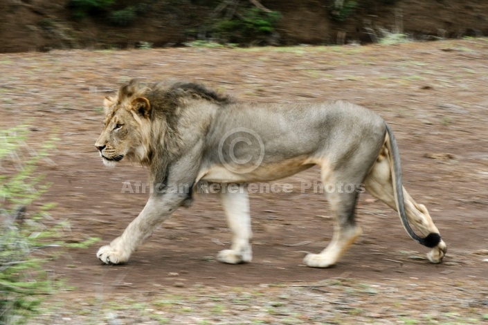 Lion Male Walking, Side-On