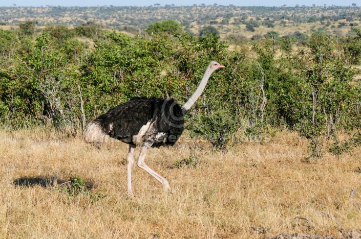 Ostrich Male