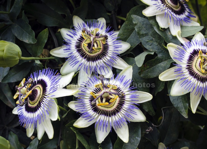 Granadilla Flower