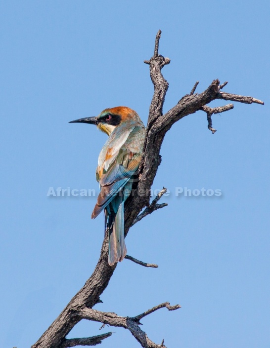 European Bee-eater, Back View