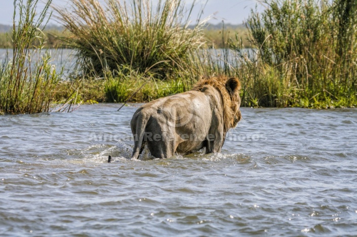 Lion in River Shallows