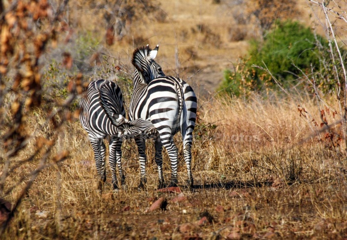 Zebra Mother and Foal