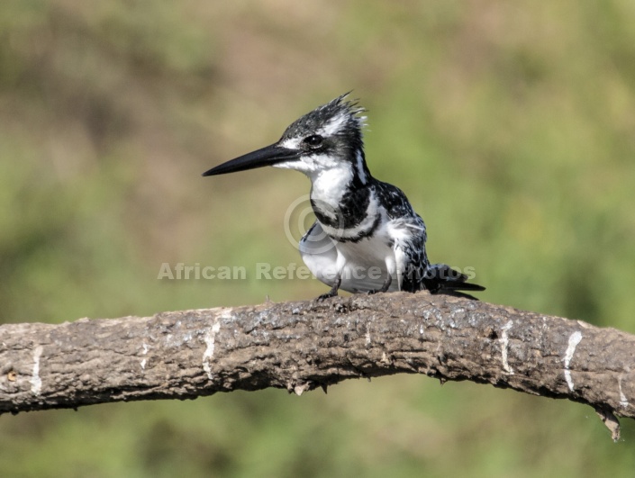 Pied Kingfisher