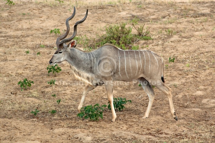 Kudu Bull, Kruger National Park