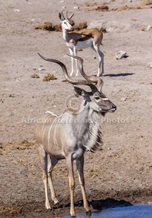 Kudu Antelope at Waterhole