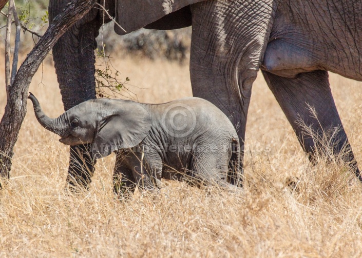 Elephant Baby and Mother