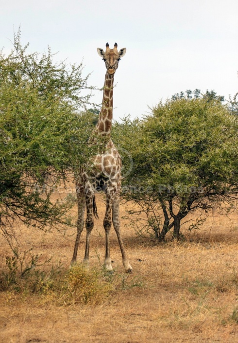 Young Giraffe, Front-on