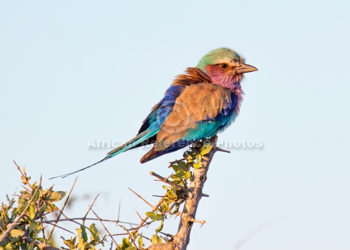 Lilac-breasted roller perching in warm sunlight