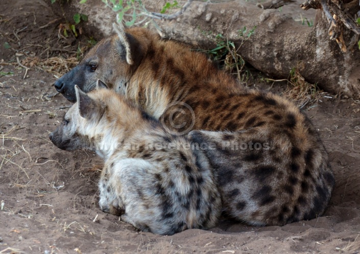 Hyena Mother and Youngster