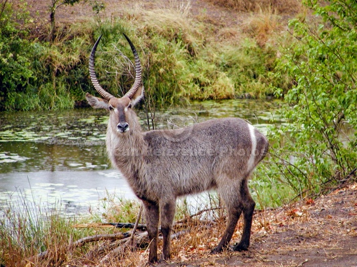 Waterbuck on Banks of  river