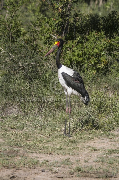 Saddle-billed Stork