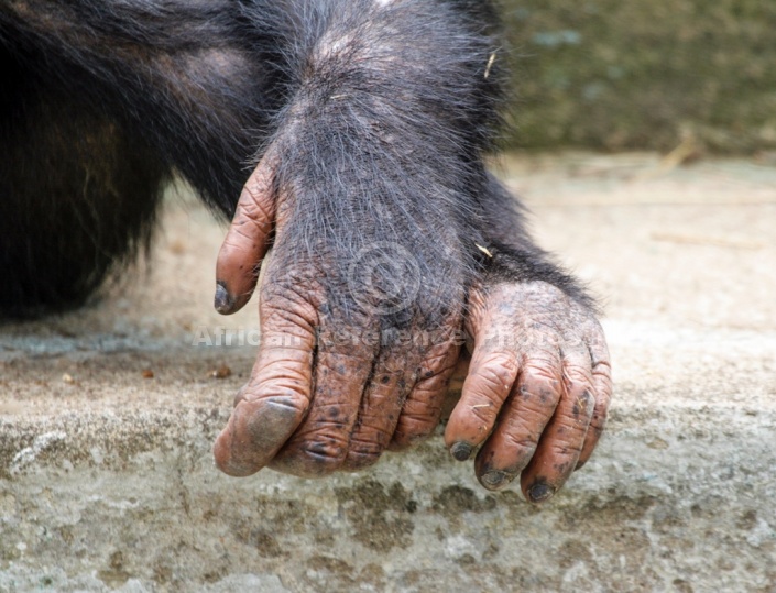 Chimpanzee Hands, Close-Up