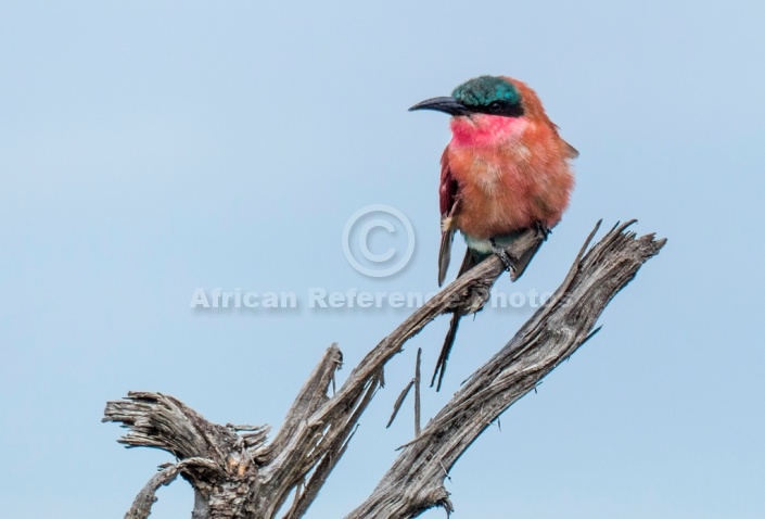 Carmine Bee-eater on Weathered Tree Stump