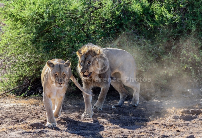 Lion Male Following Female
