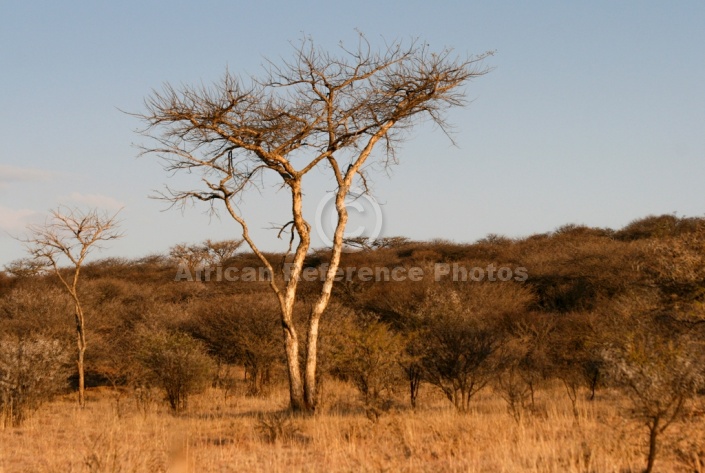 African Acacia Trees in Winter Colours