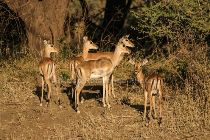 Impala Group on Forest's Edge