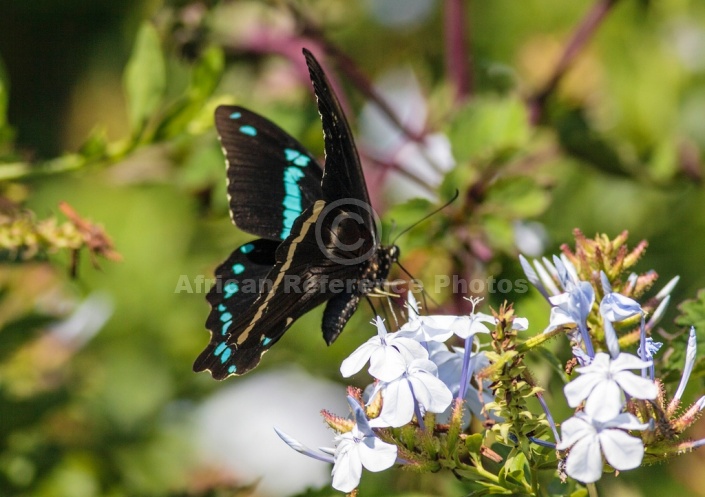 Art Reference image of Blue-banded Swallowtail Butterfly
