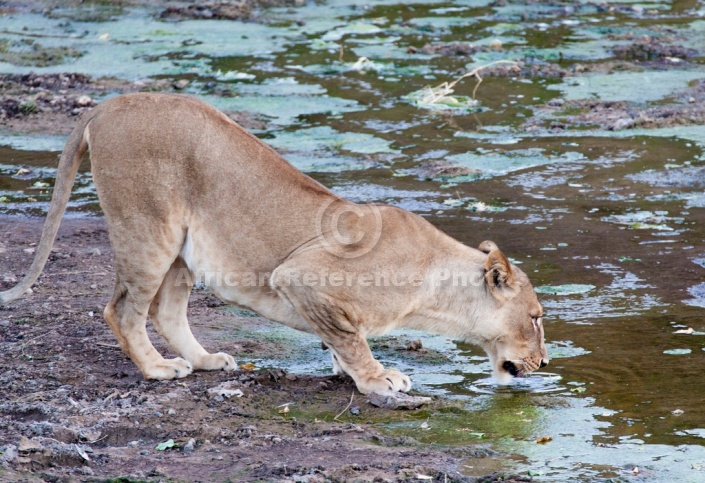 Lioness Crouching to Drink