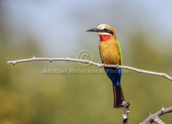 White-fronted Bee-eater