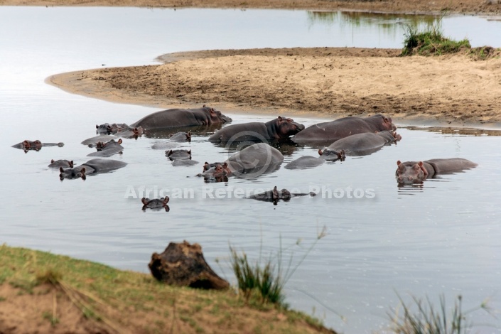 Hippopotamus, Kruger Park