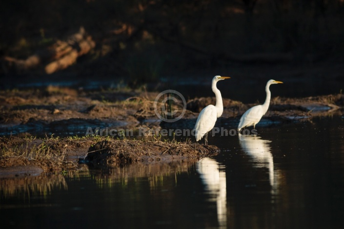 Great Egrets Reflected