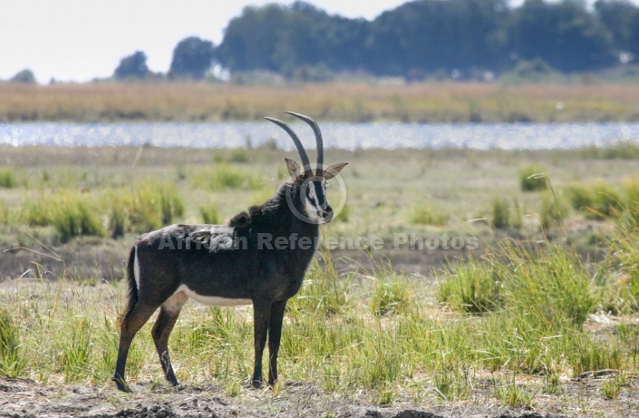 Sable Antelope