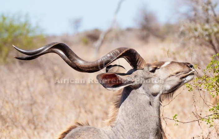 Kudu Bull's Horns, Close View