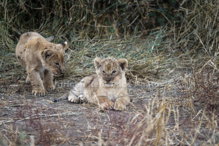 Lion Cub