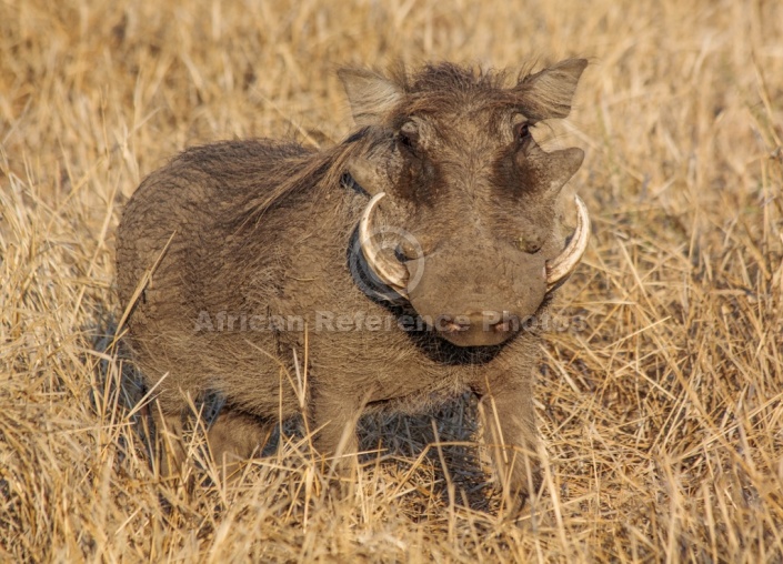 Warthog