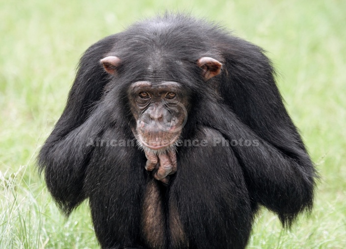 Chimpanzee on Haunches