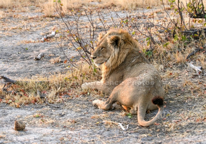 Young Male Lion