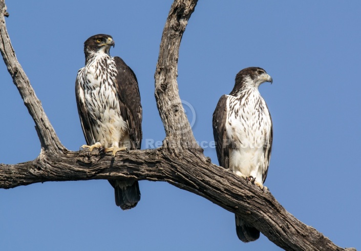 African Hawk Eagle