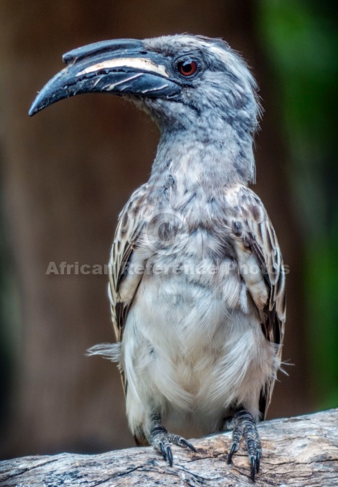 African Grey Hornbill on Old Stump