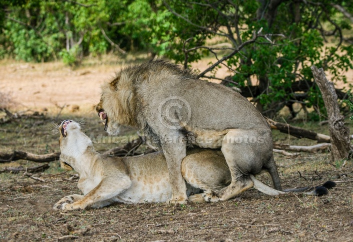 Lion Male and Female Mating