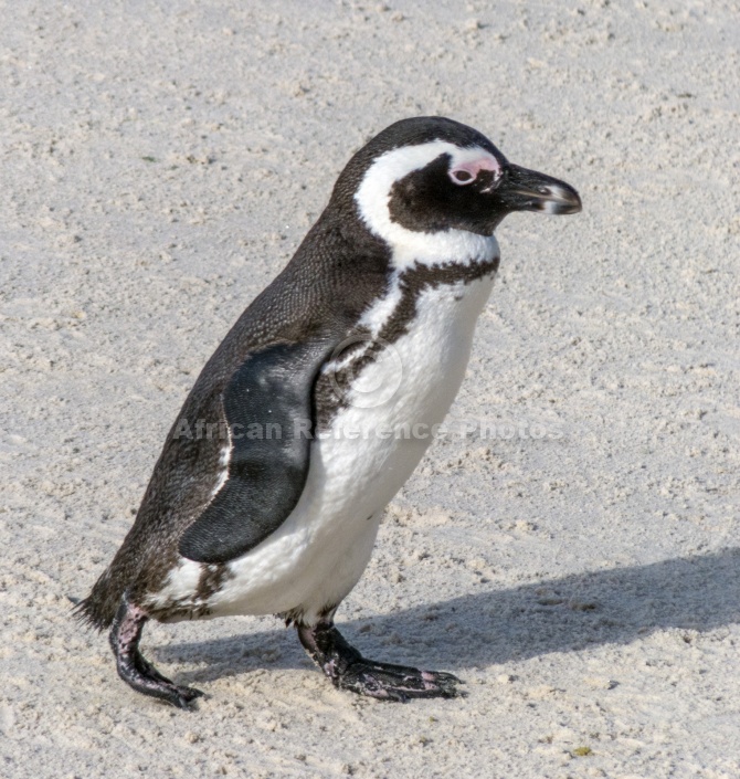 African Penguin