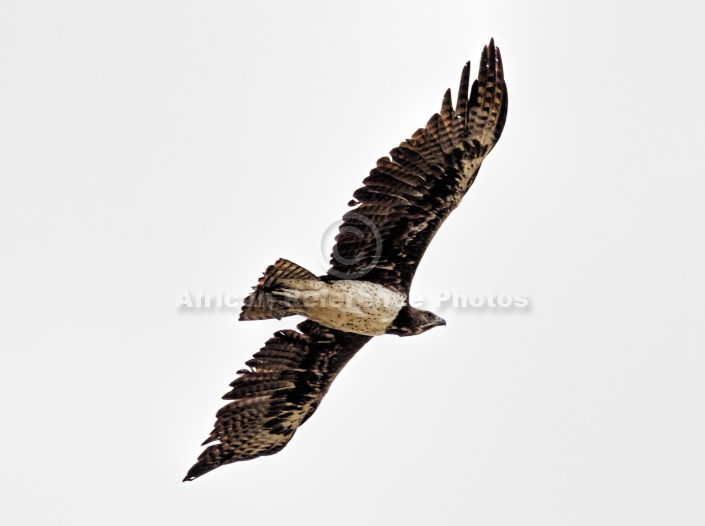 Martial Eagle in flight