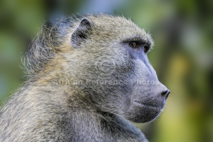 Baboon Portarit