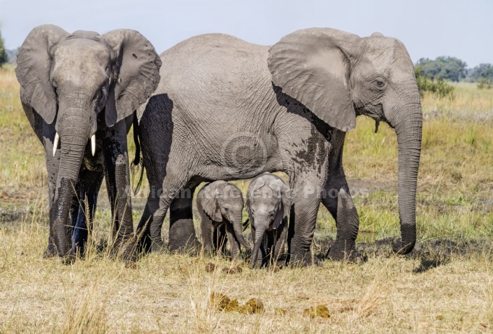 Elephant Females with Babies