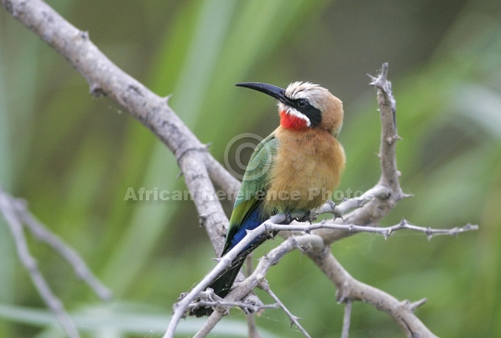 White-fronted bee-eater