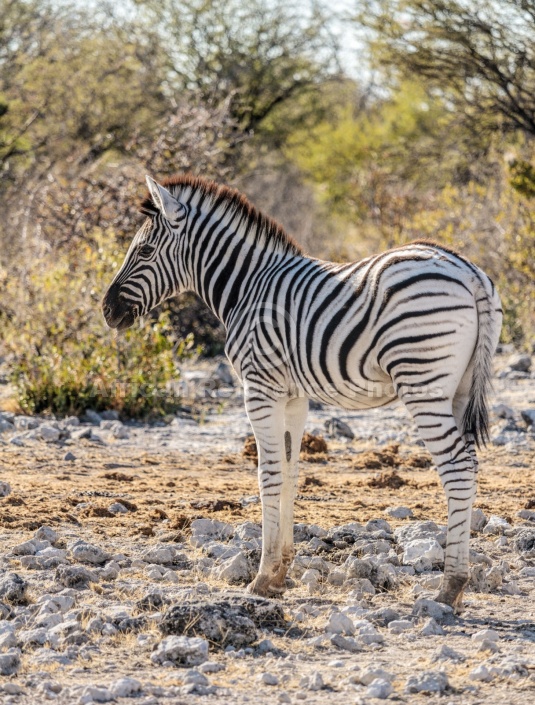 Zebra Foal