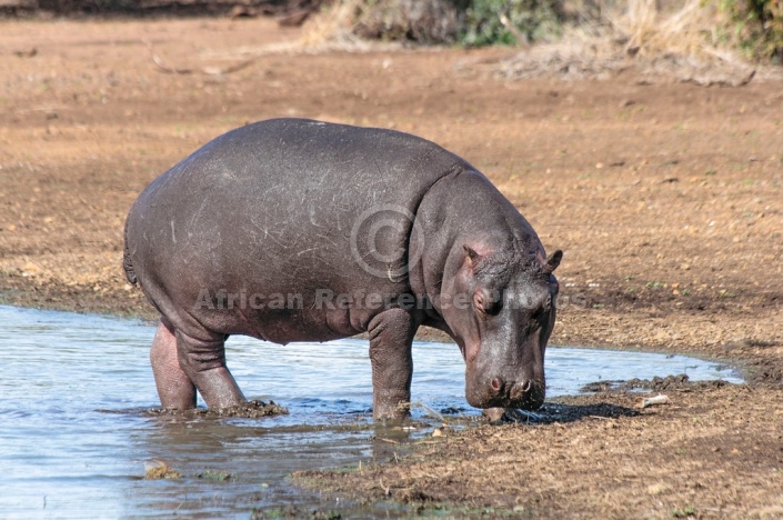 Hippo standing on water's edge